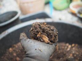 bodem voor plantaardig met aardewarm en kever in hand- foto