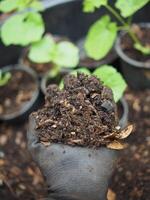 bodem voor plantaardig met aardewarm en kever in hand- foto