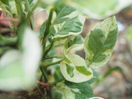 epipremnum pinnatum geverifieerd leafe en huis versieren planten foto