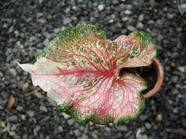 caladium bicolor leafe roze en vrolijk wit Aan zwart achtergrond foto