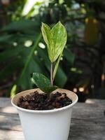 zamioculcas mamifolia in karamisch pot Aan tafel met tuin achtergrond natuur foto