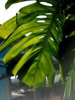 monstera leafe achterkant voor groen tuin achtergrond foto