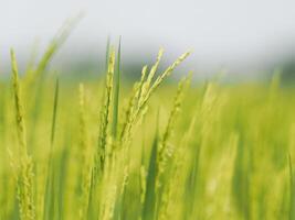 groen achtergrond rijst- boeren en jong rijst- Aan fabriek foto