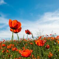 natuurlijk bloem achtergrond. verbazingwekkend visie van kleurrijk rood papaver bloeiend. foto