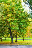 de herfst boom is verwijderd door een speciaal leen perspectief controle t-verschuiving foto