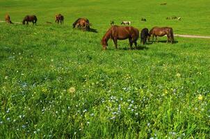 paarden in de bergen foto