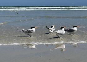 vier Koninklijk stern vogelstand het baden in de oceanen rand water zetten in de, steiger strand, Florida foto