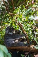 koala in de nationaal park, brisbane, Australië foto