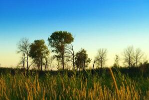 groen riet Aan de zonsondergang foto