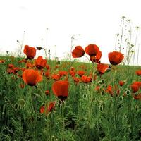 voorjaar velden het is rood-allogo een papaver foto