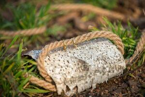 twee bruiloft ringen Aan een natuurlijk achtergrond foto