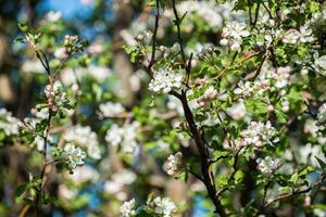 tuinen van bloeiend appels foto