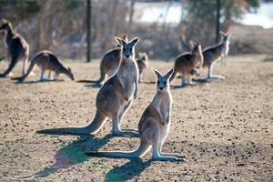 kangoeroes in phillip eiland dieren in het wild park foto