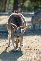 kangoeroes in phillip eiland dieren in het wild park foto