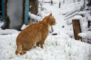 sneeuwvlokken vallen op de vacht van de kat. gember kat in de sneeuw. foto