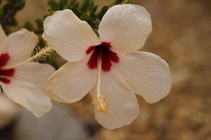 rood wit hibiscus bloem foto