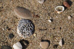 dichtbij omhoog schelpen, stenen Aan de strand foto