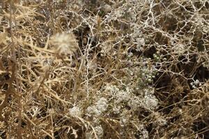 bijna onzichtbaar wit weinig bloem Aan een Afdeling foto