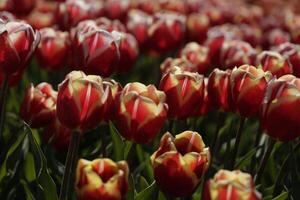 bloeiend zijpe evenement, waar u kan nemen een wandelen door de tulpen en andere bloem lamp velden foto