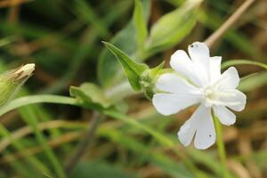 wilde bloemen bloeien foto