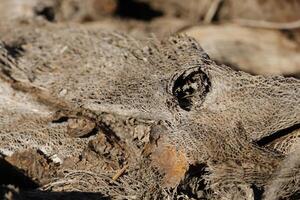 overgebleven vezels van een cactus foto