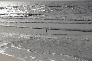 vogelstand zoeken voor voedsel, strand in de winter, Nederland foto