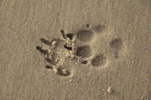 afdrukken in de zand van een honden poot foto