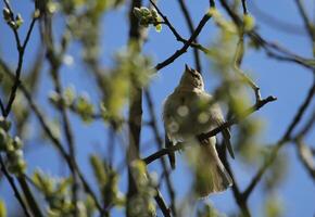 migrant vogelstand in een boom, fauna in de zwanenwater natuur reserveren in noorden Holland, de nederland. veel van verschillend vogelstand naar zien. foto