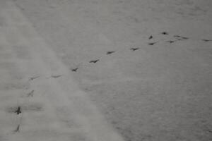 voetafdrukken in de sneeuw, vogelstand foto