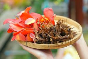 hand- Holding een mand van vers en droog rood katoen boom bloemen dat Thais mensen Leuk vinden naar toevoegen naar veel noordelijk gerechten zo net zo kaeng Kae, kaeng bon en khanom jeen naam ngiao. foto