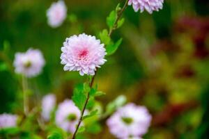 aster bloem heeft een ander naam termiet madeliefje, foto