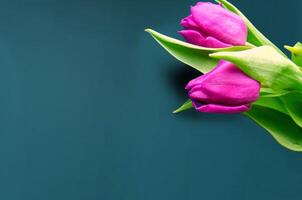 vers bloem samenstelling, boeket van bi kleur tulpen foto