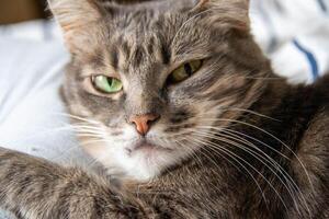 een gestreept kat leugens Aan een bed in kussens en looks Bij de camera foto