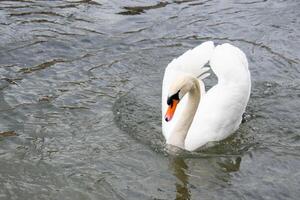 mooi wit zwanen paar dichtbij omhoog Aan de vijver water. foto