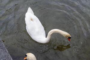 mooi wit zwanen paar dichtbij omhoog Aan de vijver water. foto