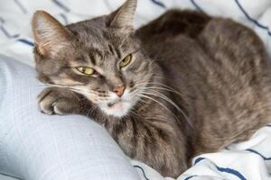 een gestreept kat leugens Aan een bed in kussens en looks Bij de camera foto