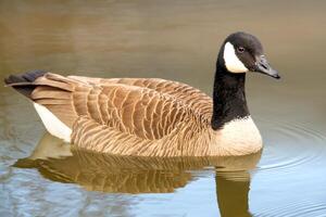 Canadees ganzen, Branta canadensis Aan de meer. foto