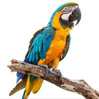 een kleurrijk papegaai neergestreken geïsoleerd Aan wit achtergrond foto