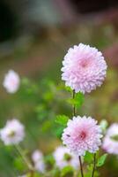 aster bloem heeft een ander naam termiet madeliefje, foto