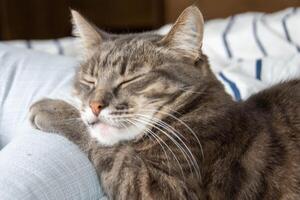 een gestreept kat leugens Aan een bed in kussens en looks Bij de camera foto