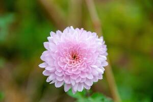 aster bloem heeft een ander naam termiet madeliefje, foto