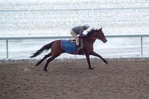 ras paard met jockeys Aan de huis Rechtdoor. scheren effect. foto