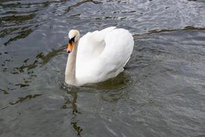 mooi wit zwanen paar dichtbij omhoog Aan de vijver water. foto