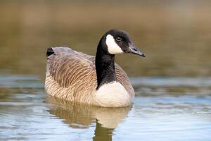 Canadees ganzen, Branta canadensis Aan de meer. foto