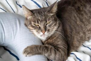 een gestreept kat leugens Aan een bed in kussens en looks Bij de camera foto