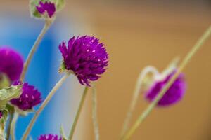 boeket van rood chrysanten Aan een wit achtergrond geïsoleerd foto