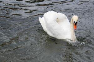 mooi wit zwanen paar dichtbij omhoog Aan de vijver water. foto