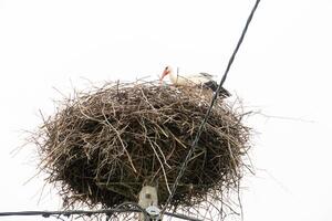 ooievaar zittend Aan een nest met wolken Aan de lucht in de achtergrond. foto