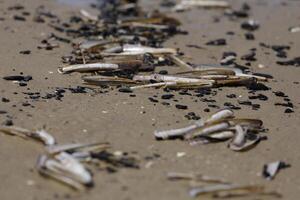 schelpen op het strand foto