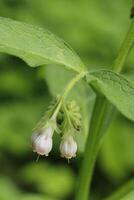 wilde bloemen bloeien foto